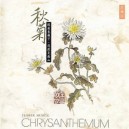 Chrysanthème